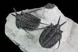 Two Devil Horned Cyphaspis Walteri Trilobites - Ofaten, Morocco #86840-4